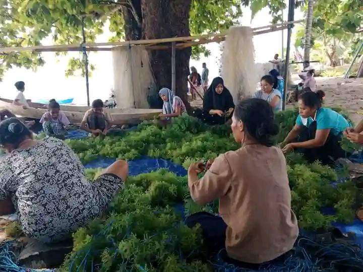Karya Lingkar Hijau Trains Seaweed Farmers in Bioreactor Cultivation