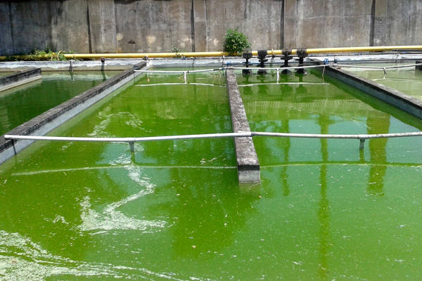 Implementation of Algae Bioreactors for Phytoremediation in the Livestock Feed Industry