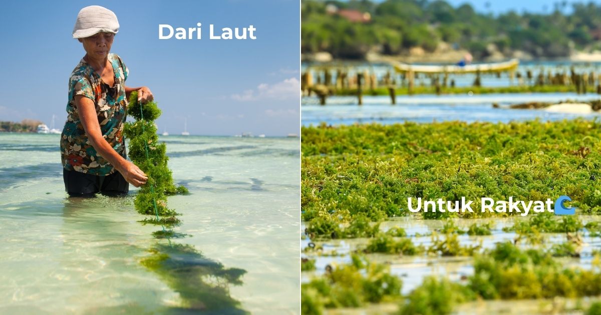 KLH’s Bold Move: Turning Coastal Waste into Profit Through Carbon Credits